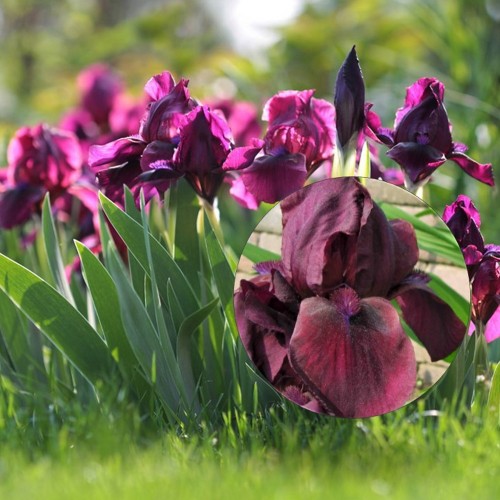 Iris pumila 'Cherry Garden' - Kääbus-iiris 'Cherry Garden'